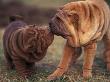 Domestic Dogs, Shar Pei Puppy And Parent Touching Noses by Adriano Bacchella Limited Edition Print