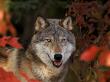 Grey Wolf Portrait, Minnesota, Usa by Lynn M. Stone Limited Edition Print