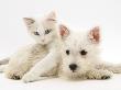 Ragdoll Kitten With West Highland White Terrier Puppy by Jane Burton Limited Edition Pricing Art Print