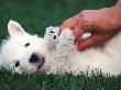 West Highland Terrier / Westie Puppy Being Petted by Adriano Bacchella Limited Edition Pricing Art Print