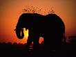 African Elephant Dusting Itself At Dusk, Chobe National Park, Botswana, Southern Africa by Tony Heald Limited Edition Print