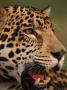 Close-Up Of Young Male Jaguar Face,.Brazil by Staffan Widstrand Limited Edition Pricing Art Print