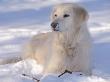 Golden Retriever Lying In Snow, Usa by Lynn M. Stone Limited Edition Print
