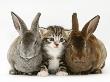 Tabby Kitten Between Two Rabbits by Jane Burton Limited Edition Print