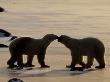 Polar Bears Sniffing / Greeting Each Other, Churchill, Canada by Staffan Widstrand Limited Edition Print