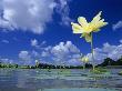 American Lotus, In Flower, Welder Wildlife Refuge, Rockport, Texas, Usa by Rolf Nussbaumer Limited Edition Print
