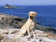 Labrador Retriever On Coast, Maine, Usa by Lynn M. Stone Limited Edition Print