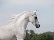 Grey Arab Stallion, Ojai, California, Usa by Carol Walker Limited Edition Print