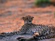 Cheetah Resting, Okavango Delta, Botswana by Pete Oxford Limited Edition Print