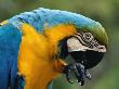 Blue And Yellow Macaw, S America by Staffan Widstrand Limited Edition Print