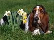 Basset Hound, Amongst Daffodils, Usa by Lynn M. Stone Limited Edition Print