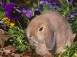Baby Holland Lop Eared Rabbit, Usa by Lynn M. Stone Limited Edition Print