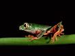 Monkey Frog, Amazon, Ecuador by Pete Oxford Limited Edition Print