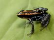 Poison Arrow Frog, Yasuni National Park, Ecuador by Pete Oxford Limited Edition Print