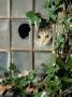 Tabby Tortoiseshell In An Ivy-Grown Window Of A Deserted Victorian House by Jane Burton Limited Edition Print