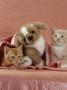 Domestic Cat, Ginger And Cream Kittens With Toy Puppy In A Pink Blanket, Bedroom by Jane Burton Limited Edition Print