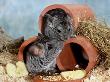 Long-Tailed Chinchillas At Play by Steimer Limited Edition Print