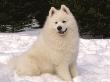 Samoyed Dog In Snow, Usa by Lynn M. Stone Limited Edition Print