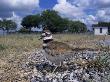 Killdeer Plover, Shading Eggs On Nest From The Sun, Welder Wildlife Refuge, Sinton, Texas, Usa by Rolf Nussbaumer Limited Edition Pricing Art Print