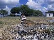 Killdeer Plover, Shading Eggs On Nest From The Sun, Welder Wildlife Refuge, Sinton, Texas, Usa by Rolf Nussbaumer Limited Edition Print