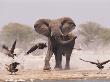 African Elephant, & Whitebacked Vultures By Waterhole, Etosha National Park, Namibia by Tony Heald Limited Edition Print