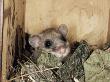 Fat Dormouse In Bird Nestbox, Switzerland by Rolf Nussbaumer Limited Edition Print