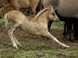 Mustang / Wild Horse Filly Stretching, Montana, Usa Pryor Mountains Hma by Carol Walker Limited Edition Print