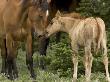 Mustang / Wild Horse Filly Nosing Stallion, Montana, Usa Pryor Mountains Hma by Carol Walker Limited Edition Print