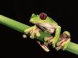 Maroon Eyed Leaf Frog, Esmeraldas, Ecuador by Pete Oxford Limited Edition Pricing Art Print