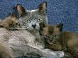 Domestic Cat, Blue Burmese With 4-Week Brown Burmese Kittens by Jane Burton Limited Edition Print