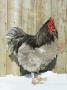 Blue Orpington Domestic Chicken, In Snow, Usa by Lynn M. Stone Limited Edition Print