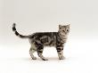 Domestic Cat, 6-Month Silver Tabby Male Kitten by Jane Burton Limited Edition Print