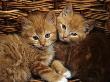 Domestic Cat, Ginger Male Kittens Sitting In A Wicker Basket by Jane Burton Limited Edition Print