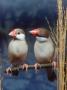 Java Sparrows, Cream (Padda Oryzivora) by Reinhard Limited Edition Print