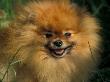 Pomeranian Portrait by Adriano Bacchella Limited Edition Print