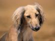 Saluki Portrait by Adriano Bacchella Limited Edition Pricing Art Print