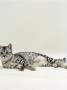 Domestic Cat, 5-Months, Lying On Floor by Jane Burton Limited Edition Print