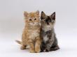 Domestic Cat, 8-Week, Fluffy Tortoiseshell And Ginger Kittens by Jane Burton Limited Edition Print