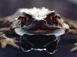 Common European Toad Female Portrait (Bufo Bufo) In Water, England by Chris Packham Limited Edition Print