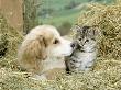 Domestic Kitten (Felis Catus) With Puppy (Canis Familiaris) In Hay by Jane Burton Limited Edition Print