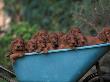 Domestic Dogs, A Wheelbarrow Full Of Irish / Red Setter Puppies by Adriano Bacchella Limited Edition Pricing Art Print