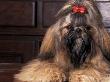 Shih Tzu Portrait With Hair Tied Up by Adriano Bacchella Limited Edition Print