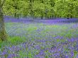 Bluebells Flowering In Beech Wood Perthshire, Scotland, Uk by Pete Cairns Limited Edition Print
