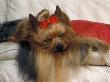 Yorkshire Terrier Sleeping On Cushion by Adriano Bacchella Limited Edition Print