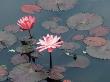 Midnight' Water Lilies, Germany by Petra Wegner Limited Edition Pricing Art Print