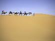 Camels In Caravan Walking In Desert, Morocco by Michael Brown Limited Edition Print