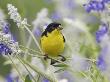 Lesser Goldfinch Black-Backed Male On Mealy Sage Hill Country, Texas, Usa by Rolf Nussbaumer Limited Edition Print