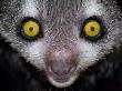 Aye-Aye Captive, From Madagascar, Endangerd Species, Bristol Zoo by Mark Carwardine Limited Edition Print