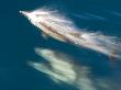 Long-Beaked Common Dolphin Surfacing, Baja California, Sea Of Cortez, Mexico by Mark Carwardine Limited Edition Print