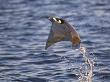 Smoothtail Ray Mobula Flying Out Of The Water, Baja California, Sea Of Cortez, Mexico by Mark Carwardine Limited Edition Print